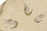 Six Cretaceous Fossil Shrimp - Hjoula, Lebanon #200697-3